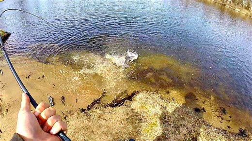 Unexpected Behemoth: A Giant Bass Caught from Shore