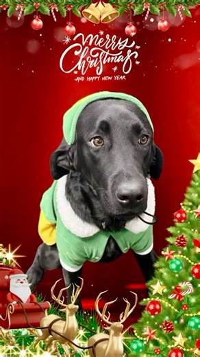 1.7K views · 289 reactions | Unleash the Howl-iday Spirit! It has been a busy season for all our Support Canine Teams who have been meeting with all the USBP employees and their families to spread joy, comfort, and holiday cheer. Merry Christmas! | US Border Patrol | Facebook