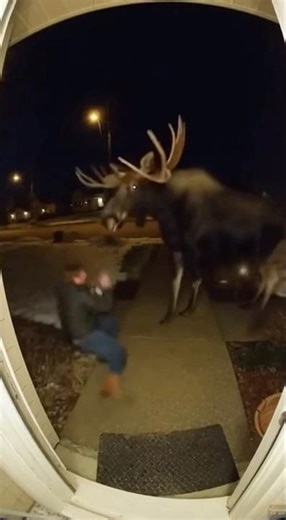 Drunk Man Gets Terrified by a Giant Moose 🫎😂 | Funniest Wildlife Encounter