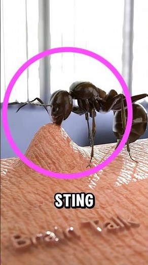 Why Ants Bite AND Sting at the Same Time 😳