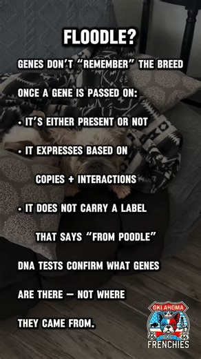 OKC Frenchies | Rare DNA & Exotics on Instagram: "Softness, wave, and curl ≠ one gene What people call a “poodle coat” is usually a combo: 🧬 Coat Genetics 101 Trait: Furnishings Gene: RSPO2 Can come from: Many breeds Trait: Curl Gene: KRT71 Can come from: Poodle and other breeds Trait: Coat length (fluffy) Gene: FGF5 Can come from: Many breeds Trait: Texture modifiers Gene: Multiple Can come from: Many breeds Coat type depends on which genes are inherited — not just what breed appears in the li