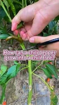 How can a chili pepper grow into a chili tree?