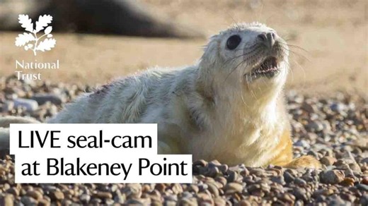 Blakeney Point Seal Camera - LIVE 2025 Get into the heart of England's largest grey seal colony