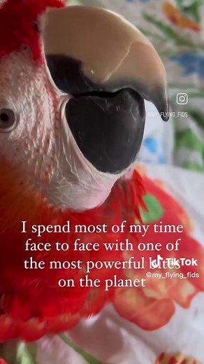 Can Macaws Bite Your Finger Off? The Truth Revealed