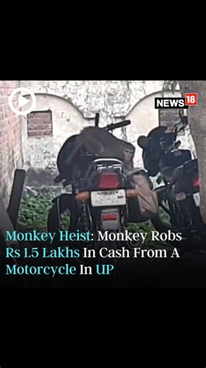 'Monkey Heist' In Uttar Pradesh: This UP monkey ends up becoming rich after stealing a bag containing ₹ 1.5 lakh cash from a motorcycle outside the registry office in Shahabad #Monkey #Robbery #UttarPradesh #MonkeyHeist | News18 | Facebook