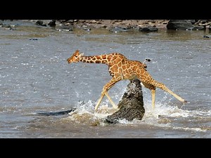 How Crocodile Can Attack A Giant Giraffe ?
