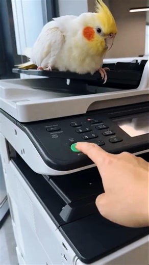 The Ultimate Bird Printer! 🦜🖨️#cockatielscraze