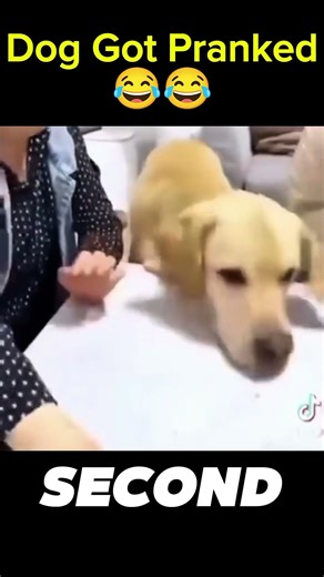 dog plays games 😂😂 #dogs #pets