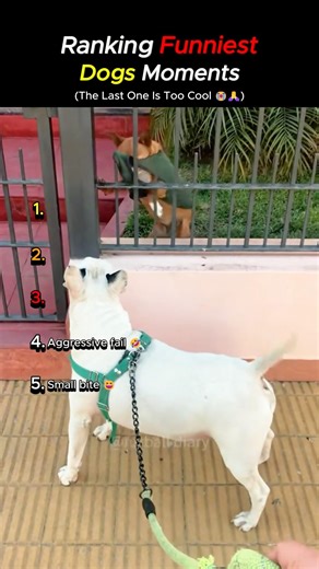 Ranking the Funniest Dog Moments That Will Make You Cry Laughing 😂 #shorts #viralvideo #funny #dog