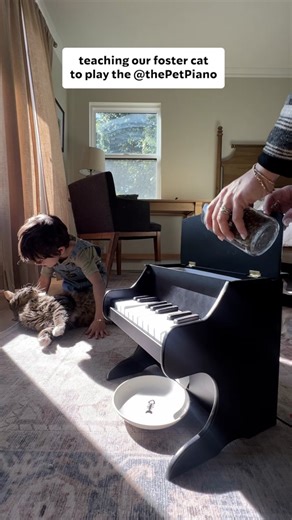 Teaching a Cat to Play Piano Through Classical Conditioning