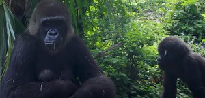 Name Reveal for Baby Gorilla at Disney's Animal Kingdom | Chip and Company