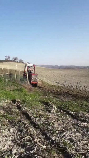 Davide Svarca su TikTok