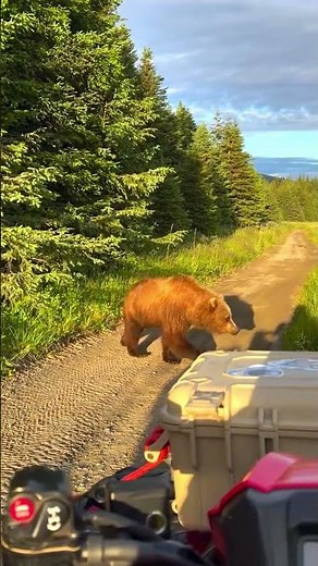 Stunning Brown Bear Wildlife Footage #bear #shorts #WildlifeChannel #CinematicNature#NatureWild