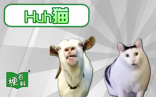 【梗百科】Huh猫是啥梗？吐舌羊和疑惑猫？！！