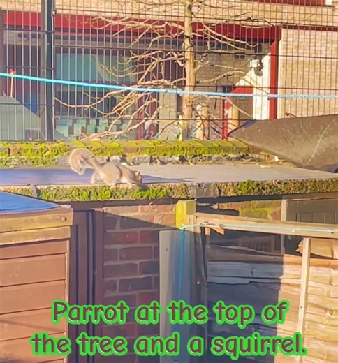 #squawkingparrots #parrot #parrotsound #furryFriend #wildlife #naturelovers #urbananimals #squirrel