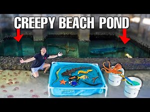 TIDE POOL SALTWATER POND With SEA CREATURES Found In CREEPY TIDE POOL!