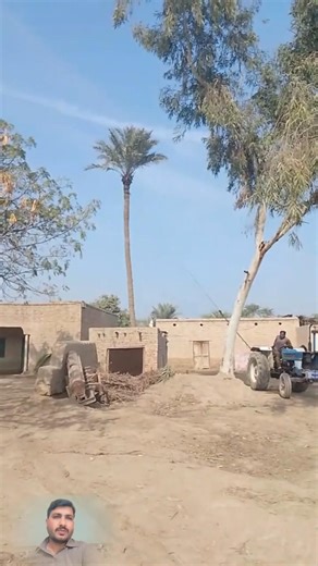 khajur wala Gaon in Punjab Tractor for agriculture in Punjab Tractor stuck with Date tree #ytshorts