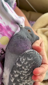 17K views · 2.6K reactions | A good cuddle is a nice way to start the day. Love my Herman (AKA Mr. Dreamy ) | The Mia Foundation - Love For Mia | Facebook