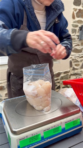 Vous vous demandez comment conserver vos noix de Saint-Jacques ? 🦪 On vous explique tout dans cette vidéo ! • Il faut les ouvrir dans les 24 heures après les avoir achetées chez nous, en vente directe à Pordic. • Il faut ensuite les mettre dans un sachet de congélation. • Vous pouvez les conserver 48 h au réfrigérateur ou jusqu’à 6 mois au congélateur. Appelez-nous au 06 76 50 33 54 pour réserver 📞 | Maison Saint-Jacques