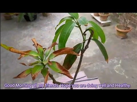 Different idea of save your dying mango tree !!