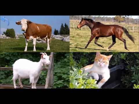 Domaće životinje učimo nazive životinja - za djecu