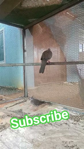 wow OMG so cool kokokru Khmer 🐦🐦🐦 #birds #ihavethisthingwithplants #duet #fishing