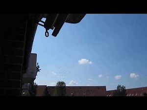 Screaming common swifts flying around in circles - Holstebro, Denmark