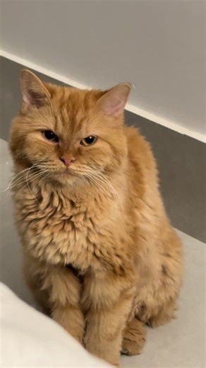 ‏🙂🙂🙂#قطط #catsoftiktok #اكسبلور #fypシ #