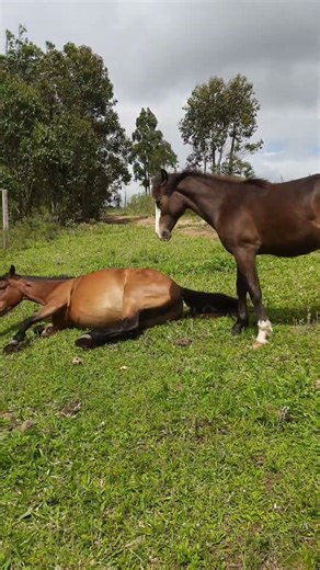 BOM FINAL DE TARDE! BOM DESCANSO A VOCÊS! #pastagem #cavalocrioulo #riograndedosul #shorts