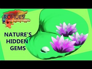 Creating Lily Pad Landscape Art From A Natural Stain