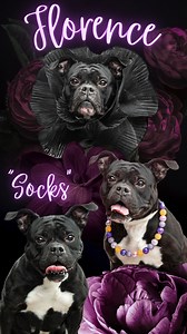 7K views · 24 reactions | 請Have you ever seen a Black Dahlia in...