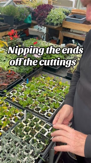 38K views · 274 reactions | Lavender cuttings taking root #cuttings | Gardening with John Soulsby | Facebook