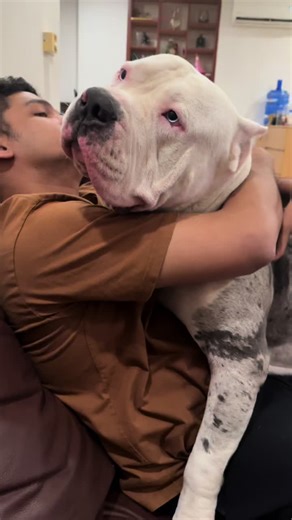 မူးနေတာကို အခွင့်ကောင်းယူပြီး မောင် Chris တစ်ယောက် တက်ခွနေပါတယ် 🥰 #view #fypシ゚viral #fypmyanmar #myanmartiktok🇲🇲🇲🇲 #fyp