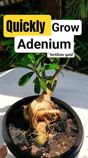 Adenium Growth Tips #adenium #adeniumcare #plants #garden #shorts