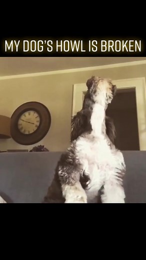 Lulu’s howl is broken. #dog #dogs #schnauzer #funny #funnydog #funnydogvideos #howl #bark #puppy | Itsevan Williams