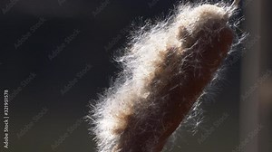 Wind blows fluff off of a cattail 4K