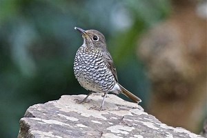 Blue capped rock thrush - Alchetron, the free social encyclopedia
