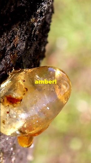 This is why tree produces amber #scientificwonders #facts #amber