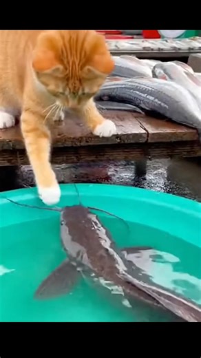 Cat fishing #catfishing #funny