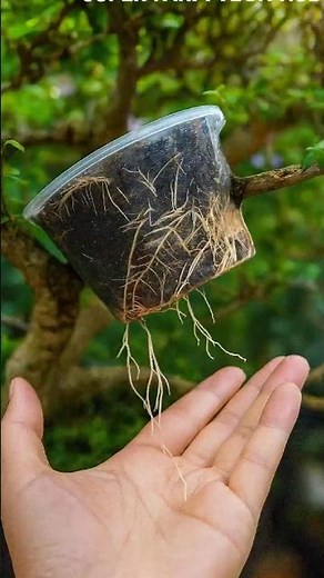 Smart Air-Layering Hack: Use a Plastic Container for Faster Roots 🌱 #farminglife #farming
