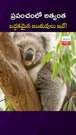 178K views · 2.2K reactions | World's Laziest Animals | ప్రపంచంలో అత్యంత బద్ధకమైన జంతువులు ఇవే! #telugupost #telugufacts | తెలుగు పోస్ట్ -Telugupost | Facebook