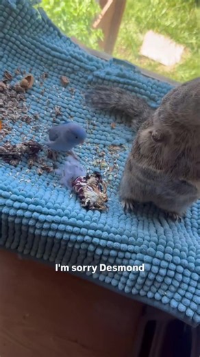 Desmond and Lora: Confident Pet Playtime Escalates