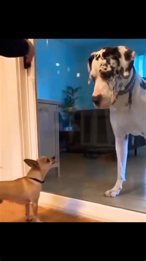 Puppy dog bark on big dog.#puppy #puppies #puppylove #shorts #trending #puppyvideos