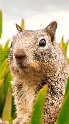 Explore Nature Now EDUCATIONAL Nature Documentary Wild Forest Wonders #explorenaturenow