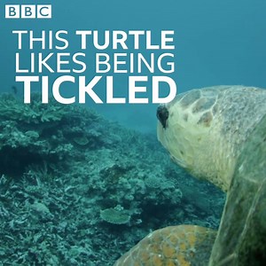 337K views | Explore the Great Barrier Reef with Iolo Williams. Available now on BBC iPlayer | BBC Cymru Wales | Facebook