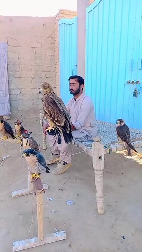 #falcon #video #ti̇ktok #foryourpage #hunterzehri