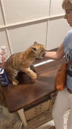 TIGER ATTACKS AUNT #2 – Full Bite & Panic! 🦁😱 (Even Wilder!)