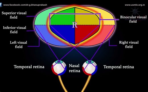 VISUAL PATHWAY ANIMATED - 视觉传导通路