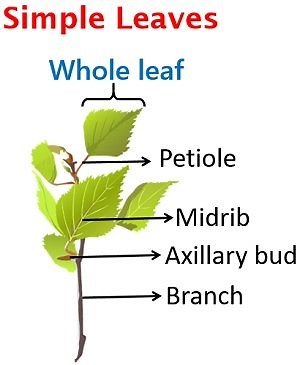 Difference Between Simple and Compound Leaves (with Comparison Chart, Video & Types) - Biology Reader