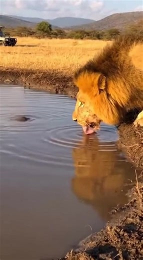 Humorous Lion Scares and Chaos Moments